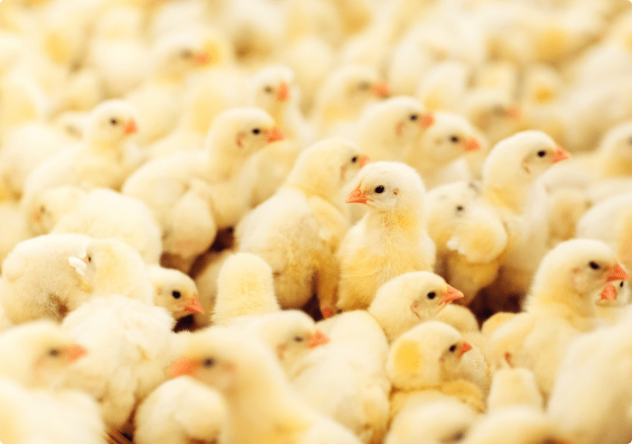 Công Ty Cổ Phần Phân Bón Và Hóa Chất Dầu Khí Miền Bắc (Pvfcco North) Tổ Chức Thành Công Chương Trình “Họp Triển Khai Công Tác Kinh Doanh Năm 2021” Tại Thanh Hóa