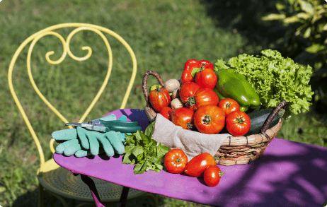 Phân Bón: Thời Gian Và Tần Suất Sử Dụng