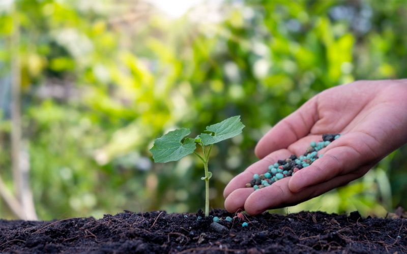 Vai Trò Của Phân Bón Lân Trong Sự Phát Triển Cây Trồng