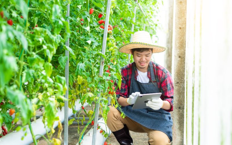 Hướng dẫn sử dụng phân bón tự nhiên đúng cách 