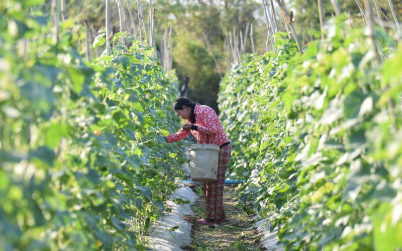 Lợi Ích Của Phân Bón Trong Canh Tác Nông Nghiệp