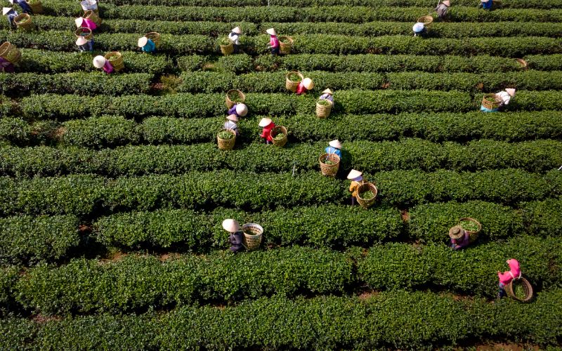 Thách thức trong xuất khẩu nông sản 
