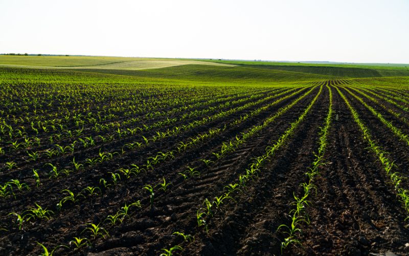 Lựa chọn phân bón nhập khẩu: Bí quyết nâng cao năng suất cây trồng