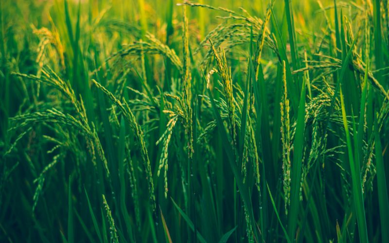 Yếu tố ảnh hưởng đến thời vụ