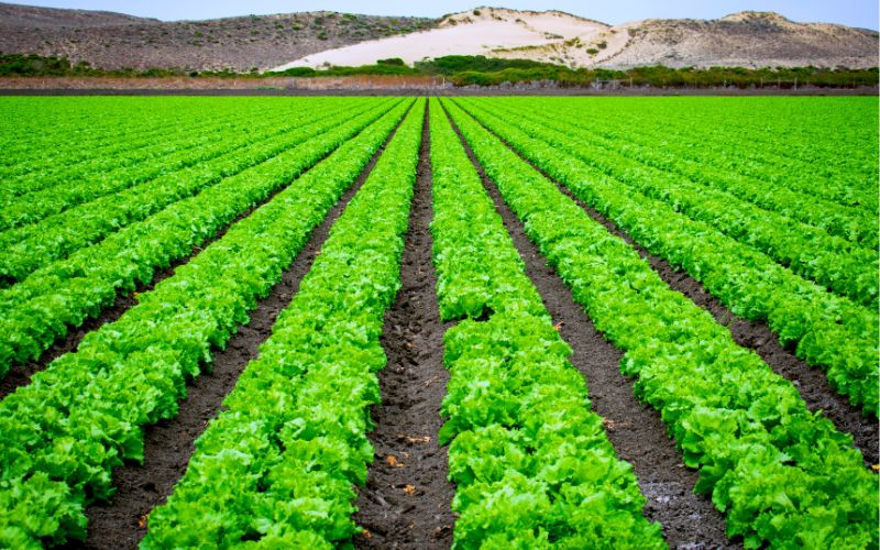 Xuất Khẩu Nông Sản: Cơ Hội và Thách Thức