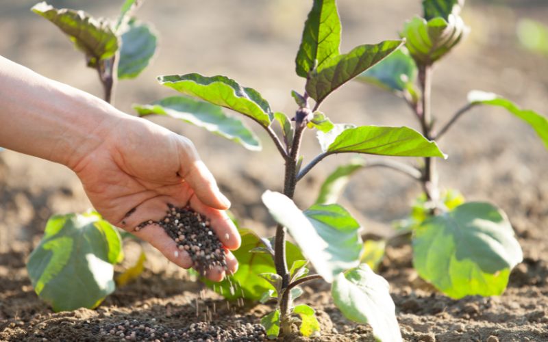 Các Loại Phân Bón Thúc: Vai Trò và Cách Sử Dụng Hiệu Quả