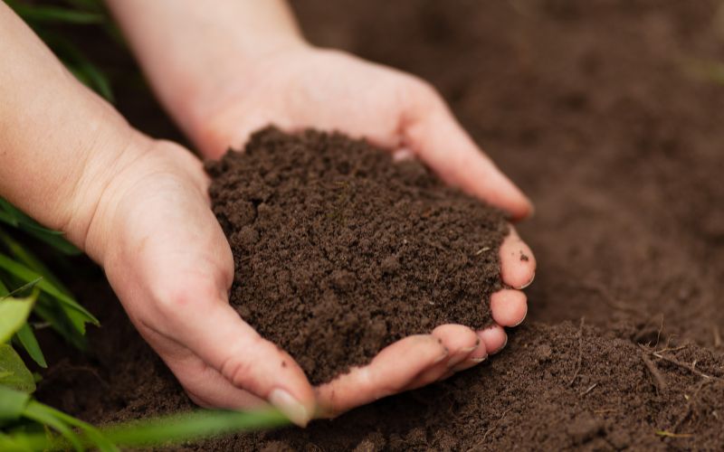 Các Loại Phân Bón Vô Cơ: Lựa Chọn Phù Hợp Cho Cây Trồng