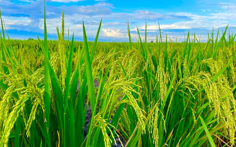 Các Loại Phân Bón Cho Lúa: Hướng Dẫn Sử Dụng Hiệu Quả Nhất