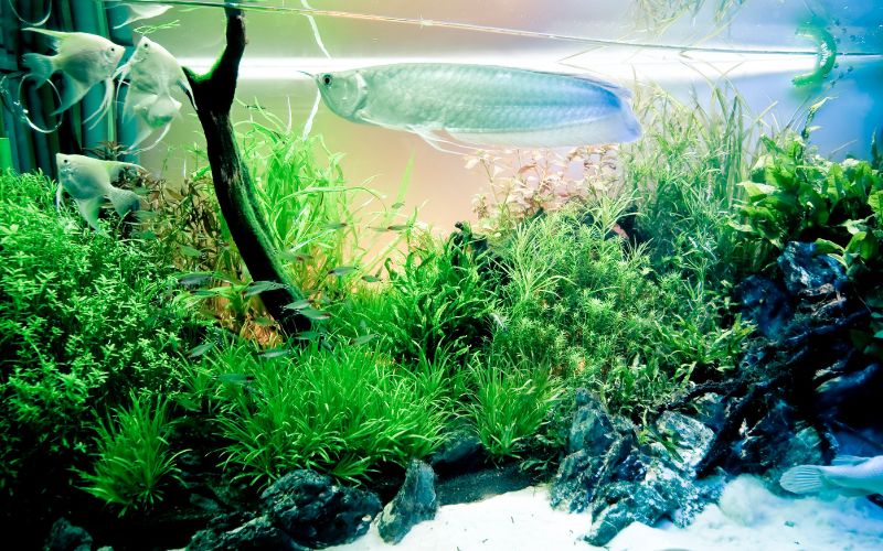 Phân Bón Thủy Sinh: Các Loại và Cách Sử Dụng Hiệu Quả