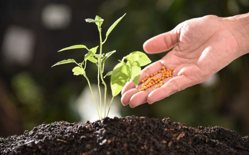 Phân Bón Lá - Dinh Dưỡng Tức Thời Cho Cây Trồng