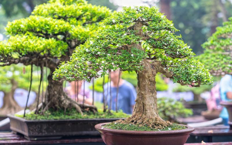 Phân bón cây cảnh