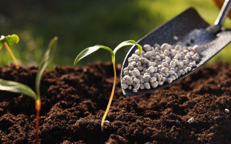 Cách Chọn Phân Bón Chất Lượng Cao Cho Cây Trồng