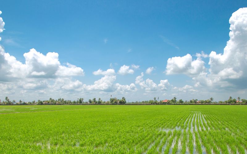 Phân Bón Hữu Cơ