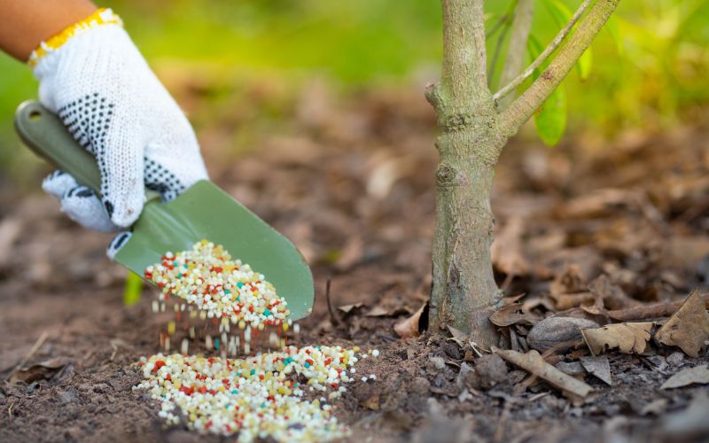 Giới Thiệu Về Phân Bón Thúc
