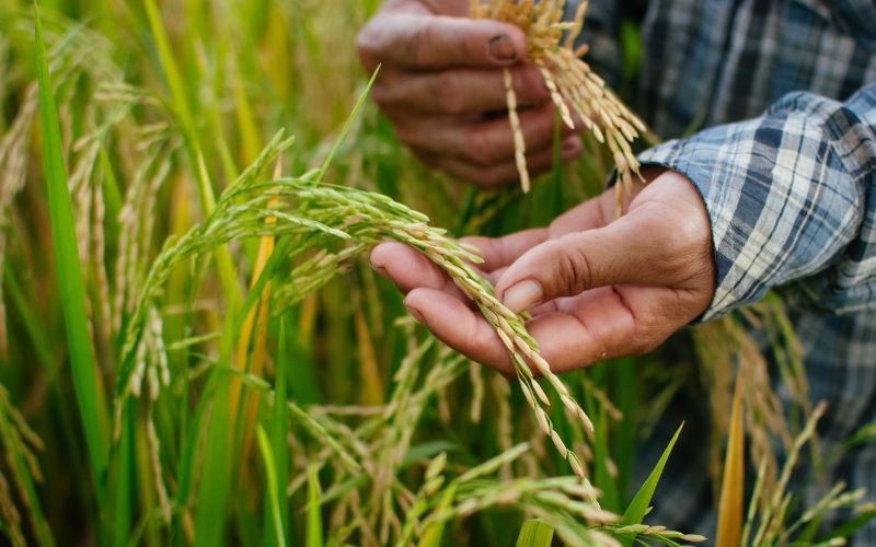 Kỹ Thuật Bón Phân Hiệu Quả