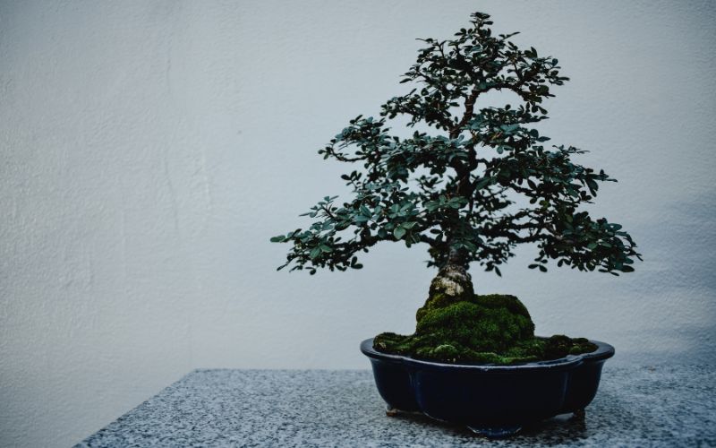 Lưu ý khi sử dụng phân bón